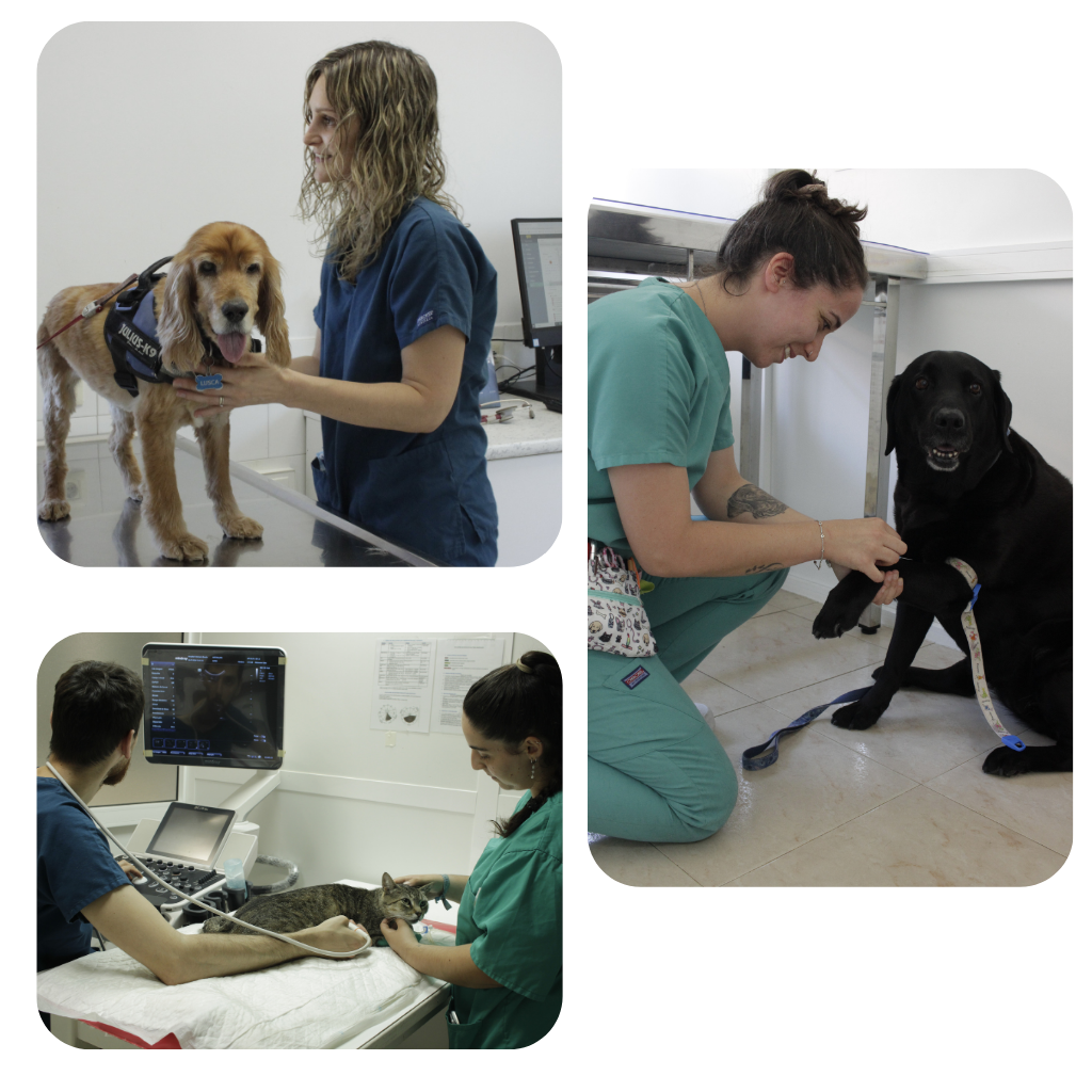 Hospital Veterinario Beade Vigo Hospital Veterinario Beade Vigo