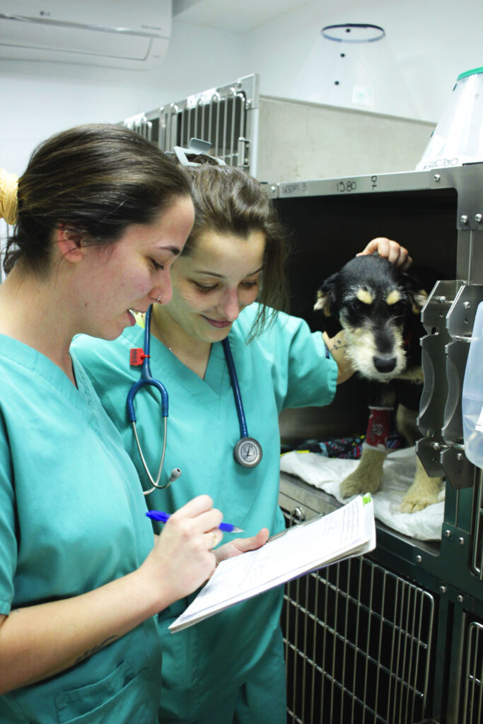 Hospital Veterinario Beade Vigo Hospital Veterinario Beade Vigo